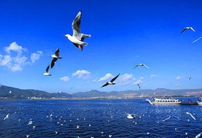 Overall Speed-up of Dianchi Lake Governance